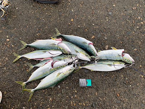 イナダの釣果