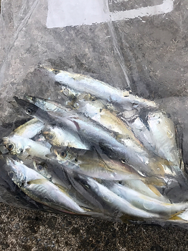 アジの釣果