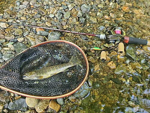 イワナの釣果