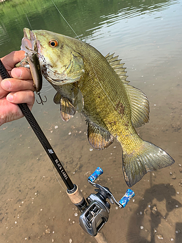 スモールマウスバスの釣果