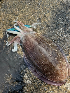 モンゴウイカの釣果