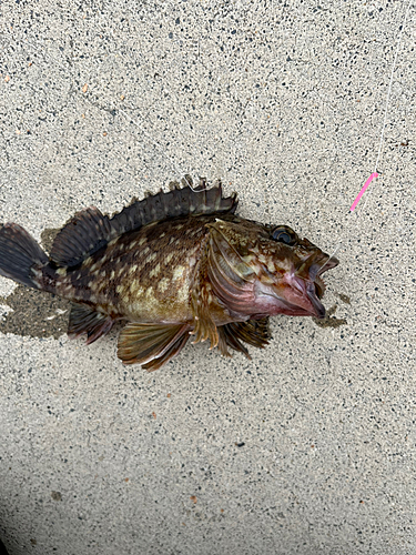 カサゴの釣果