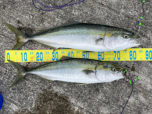 ブリの釣果