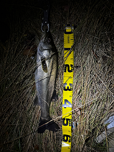 シーバスの釣果