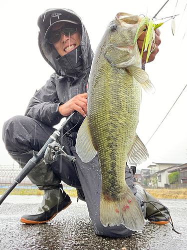 ブラックバスの釣果