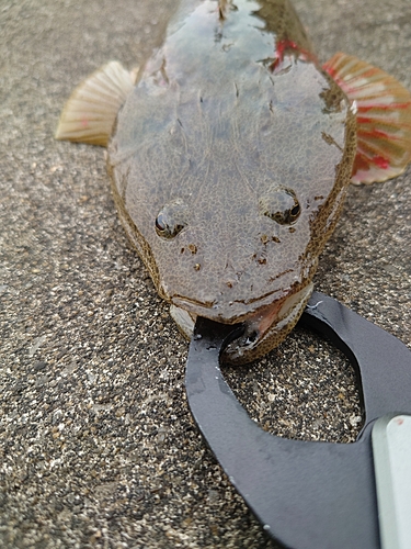 マゴチの釣果