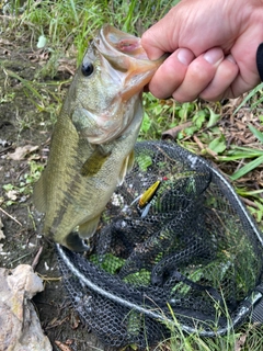 ブラックバスの釣果