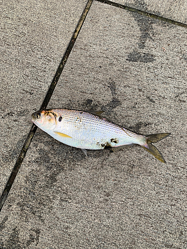 コノシロの釣果