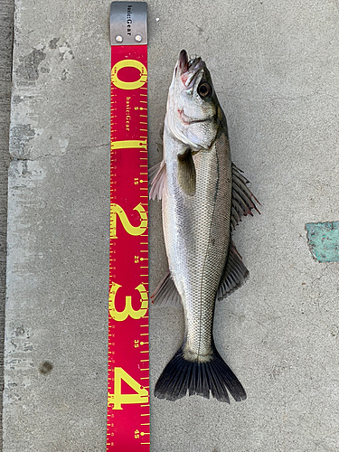 シーバスの釣果