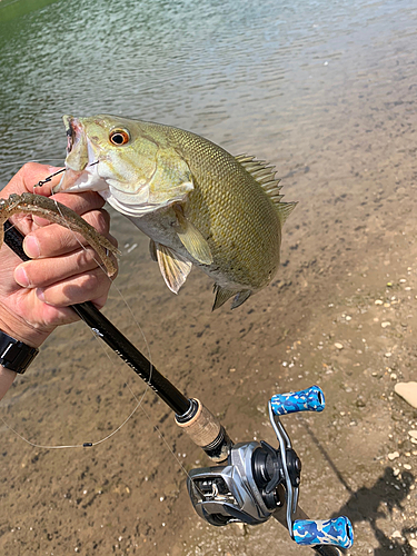 スモールマウスバスの釣果