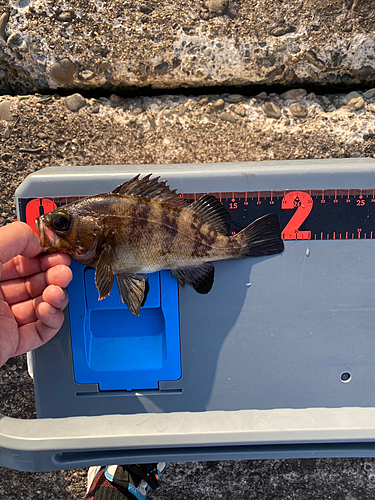 メバルの釣果