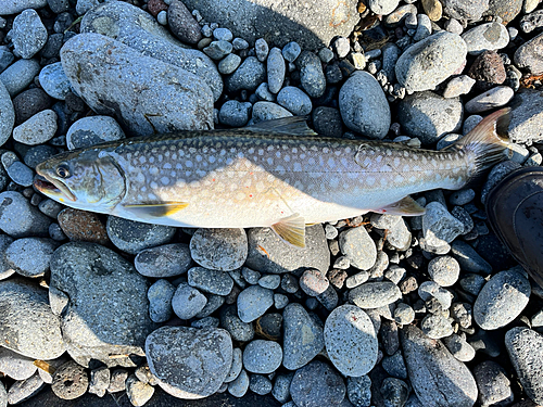 アメマスの釣果