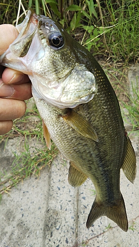 ラージマウスバスの釣果