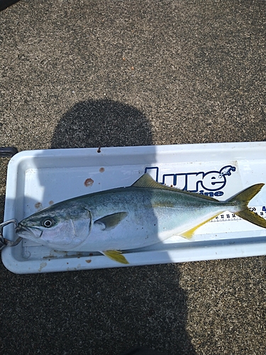 イナダの釣果