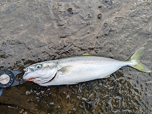 ワカシの釣果