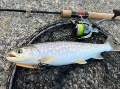 アメマスの釣果