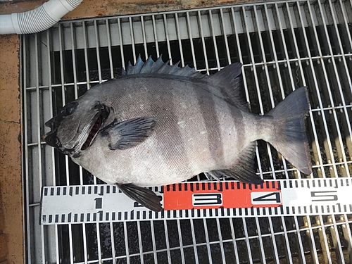 イシダイの釣果