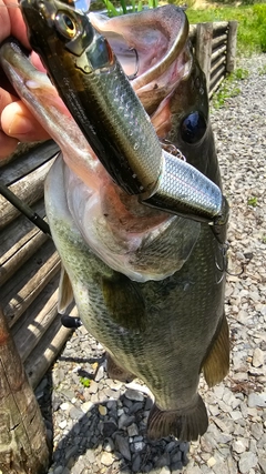 ラージマウスバスの釣果