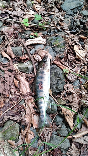 アマゴの釣果