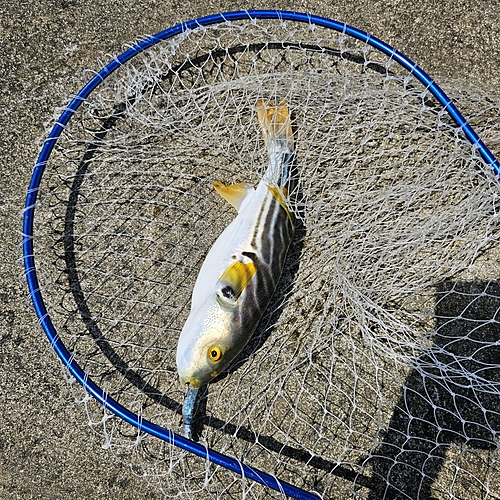 フグの釣果