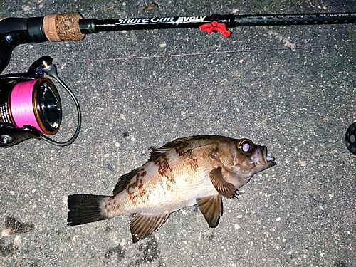 メバルの釣果