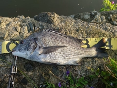 クロダイの釣果