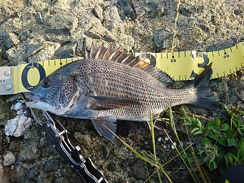 クロダイの釣果