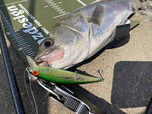 シーバスの釣果