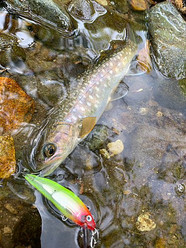 アメマスの釣果