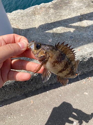 メバルの釣果