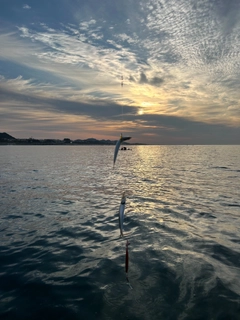 カタクチイワシの釣果