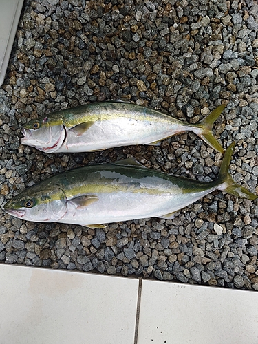 ハマチの釣果