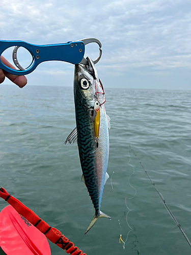 マサバの釣果