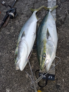 ハマチの釣果