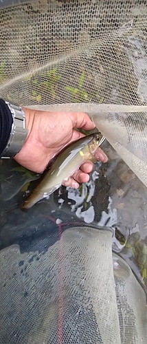 アユの釣果