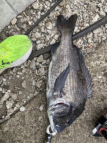 クロダイの釣果