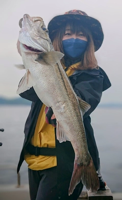 スズキの釣果