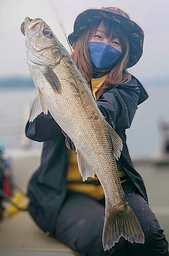 スズキの釣果