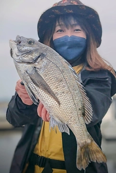 クロダイの釣果