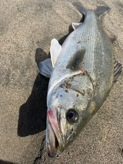 スズキの釣果