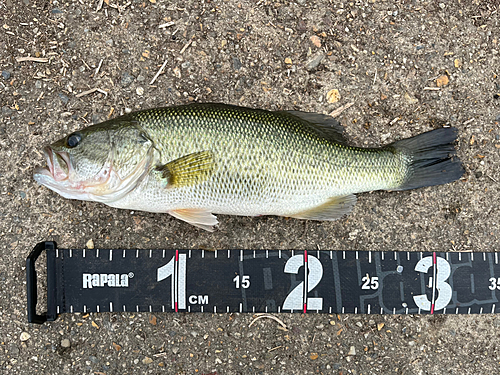 ブラックバスの釣果