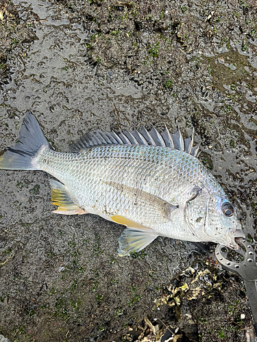 キビレの釣果