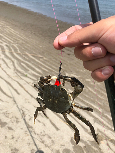 モクズガニの釣果