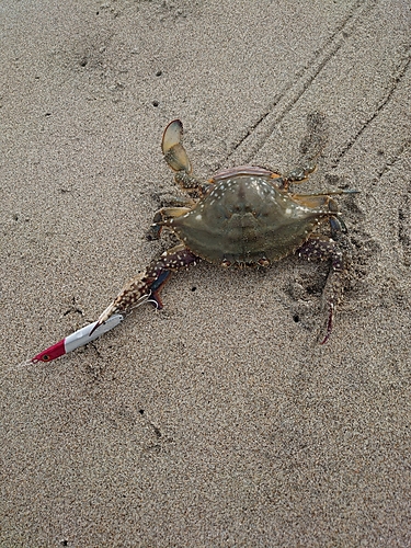 カニの釣果