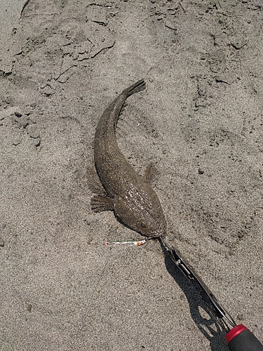 マゴチの釣果