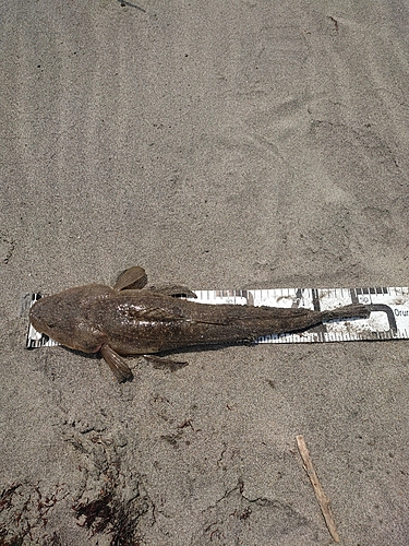 マゴチの釣果