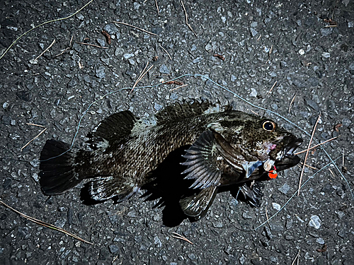 ムラソイの釣果