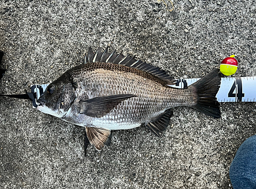 チヌの釣果