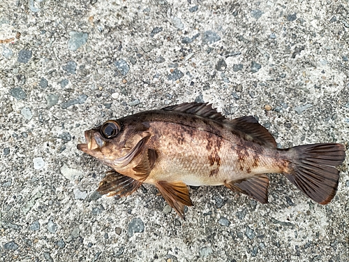 メバルの釣果