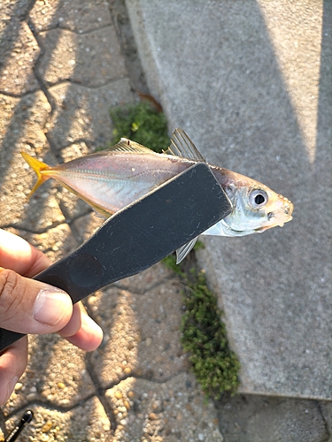 マアジの釣果